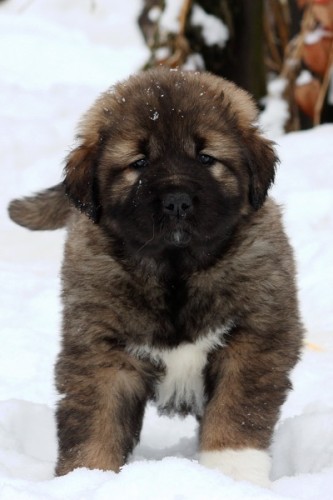 Kavkazsk� pasteveck� pes - �t���tka s PP F.C.I.