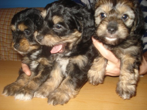 Prod�m �t�n� 