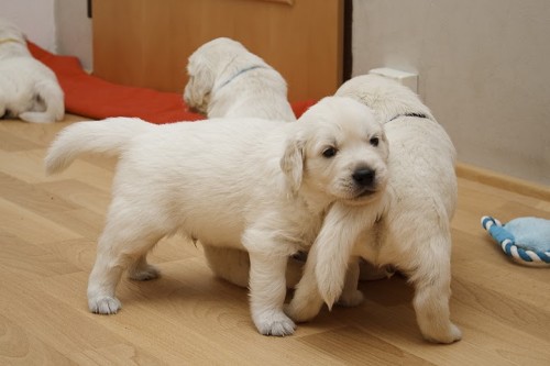 Zlat� retriever  - �t���tka