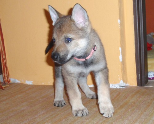 �t���tka �eskoslovensk�ho vl��ka