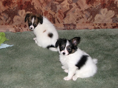 Papillon - �t���tka k odb�ru