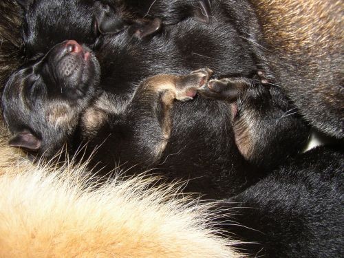 N�meck� ov��k - �t��ata s PP