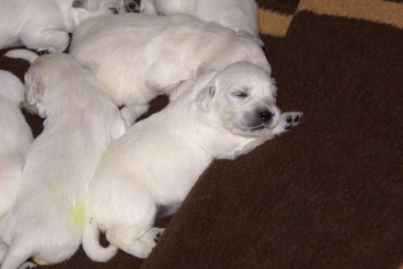 Golden retriever �t��ata s PP