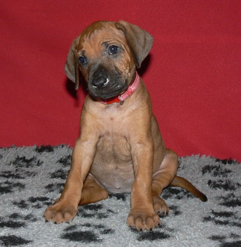 Rhod�sk� ridgeback �t���tka s PP