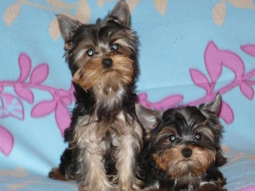 Jork��rsk� terier � �t���tka s PP