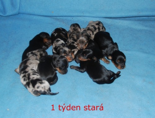 �t��ata dlouhosrst�ho jezev��ka