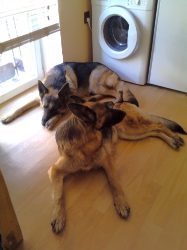 Levn� fena NO s PP