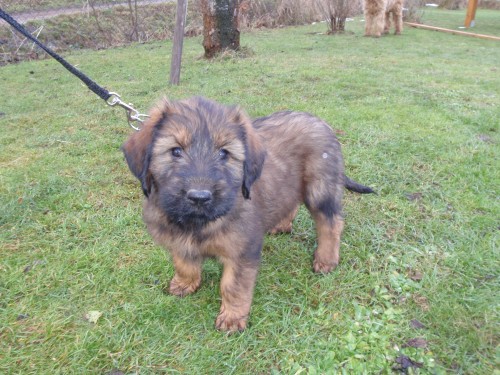 Briard - plav� i �ern� �t���tka