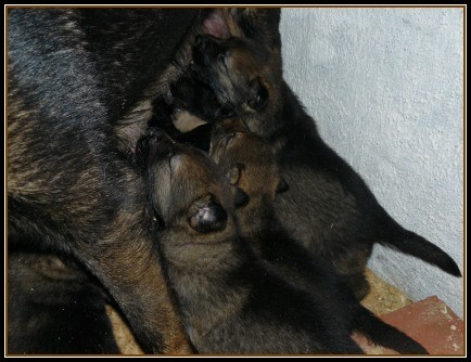 N�meck� ov��k - tm.vlko�ed� a celo�ern� �t��ata 