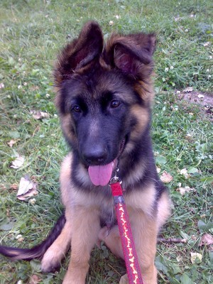 N�meck� ov��k