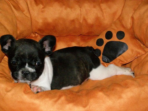 francouzsky buldo�ek