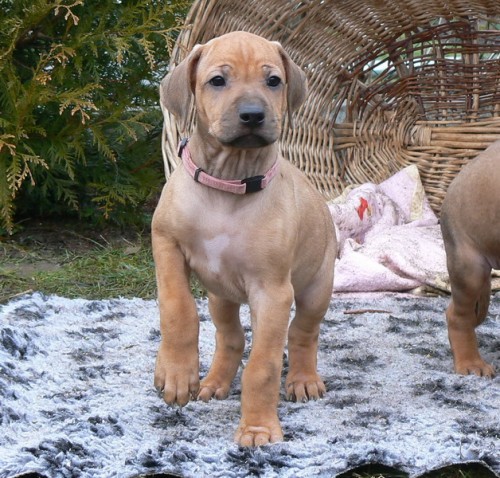 Rhod�sk� ridgeback �t��ata s PP