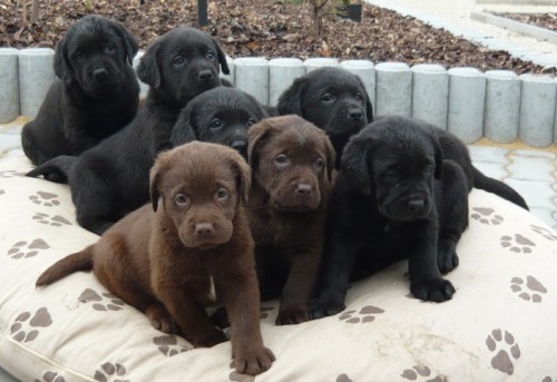 Labradorsk� retrivr