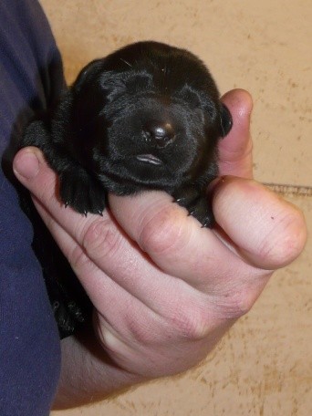 Prod�m �t��ata - n�meck� ov��k.