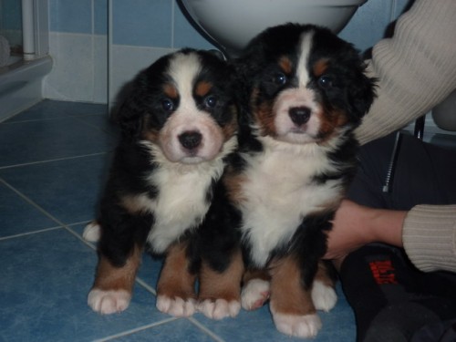 bernsk� sala�nick� pes