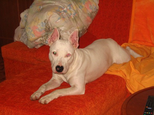 Hroz� utracen� - fenka k adopci - sp�ch�