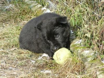 N�meck� ov��k - celo�ern� fenky