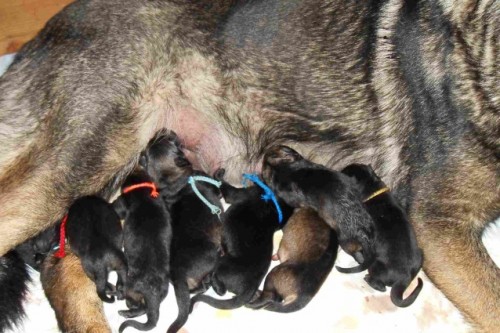 �t��ata n�meck�ho ov��ka