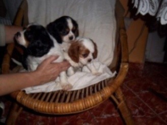 Kaval�r king charles �pan�l