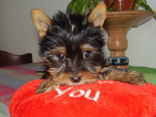 JORK��RSK� TERI�R