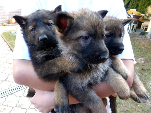 �t�n� n�meck�ho ov��ka bez PP