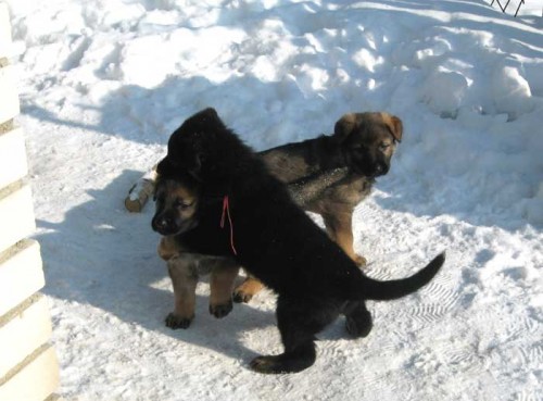 �t��ata NO narozen� 23.12.2010