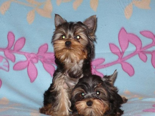 Prod�m �t���tka Jork��rsk�ho teri�ra s PP