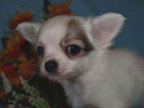 �IVAVA DLOUHOSRST� S PP.