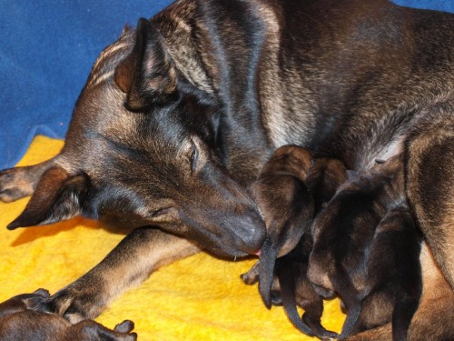 N�meck� ov��k �t��ata