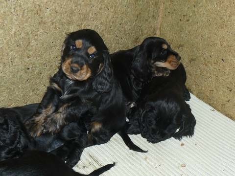 Angli�ck� kokr�pan�l s PP