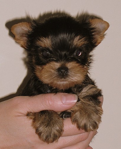 �t��ata jork��ra