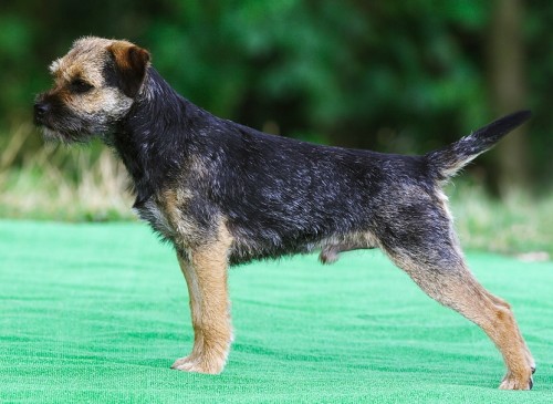 Border teri�r ke kryt�