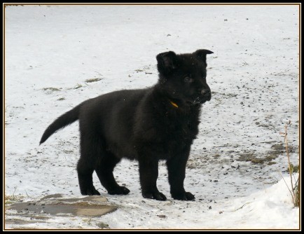 N�meck� ov��k - celo�ern� fenky