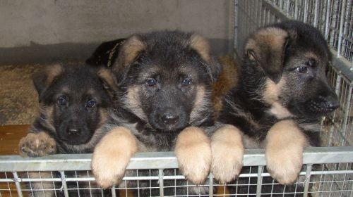 N�meck� ov��k - �t��ata s PP