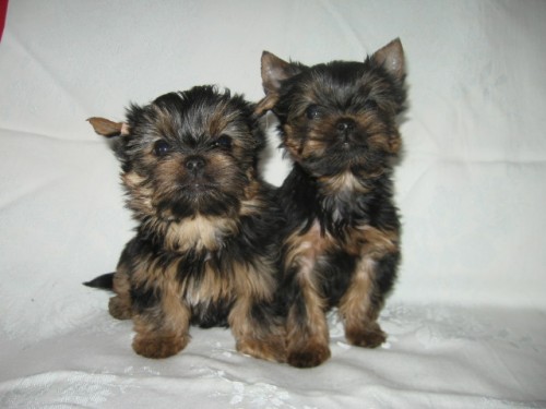 Jork��rek - fenky