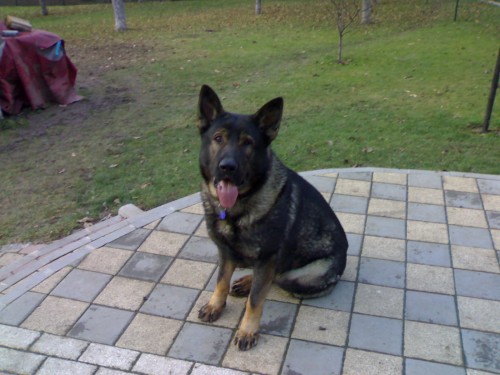 Kryt� n�meck�ho ov��ka