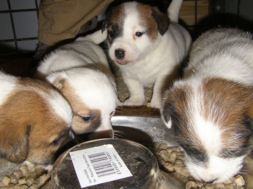 �t���tka JRT (jack russell terier) s PP