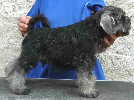 Kn�ra� mal� pep� a s�l