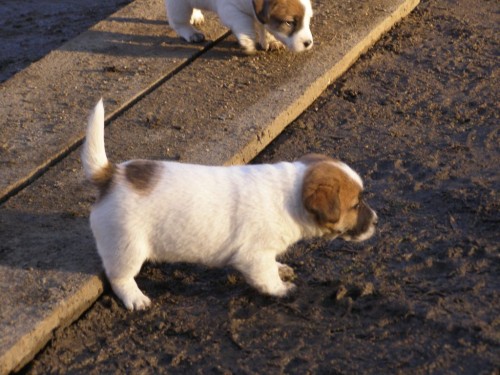 �t��ata JRT (jack russell teri�r) s PP