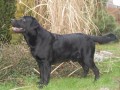 NAB9DKA kRYT�-LABRADORSK� RETRIEVER s PP