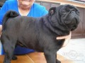 Mops - prod�m kvalitn� �t��ata s PPa nab�z�m psy na kryt�