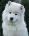 Samojed - �t���tka k odb�ru