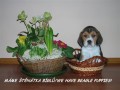 Beagle-b�gl-�t���tka s PP
