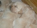 Golden Retriever �t��ata s PP