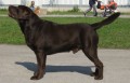 �okol�dov�  labradorsk� retriever - CH Ursi Dark Star Sable Blues