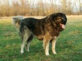 Kavkazsk� pasteveck� pes