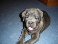 �T���TKO PEJSKA CANE CORSO S PP