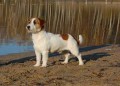 Jack Russell Terrier - import Australia