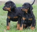 �t��ata dobermana