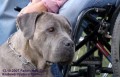 �T���TKA CANE CORSO S PP